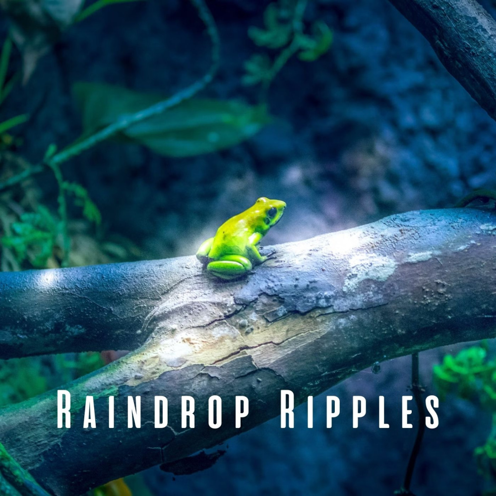 Raindrop's Restful Harmony