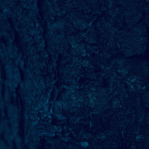 Listen to Shelter song with lyrics from Tim Linghaus