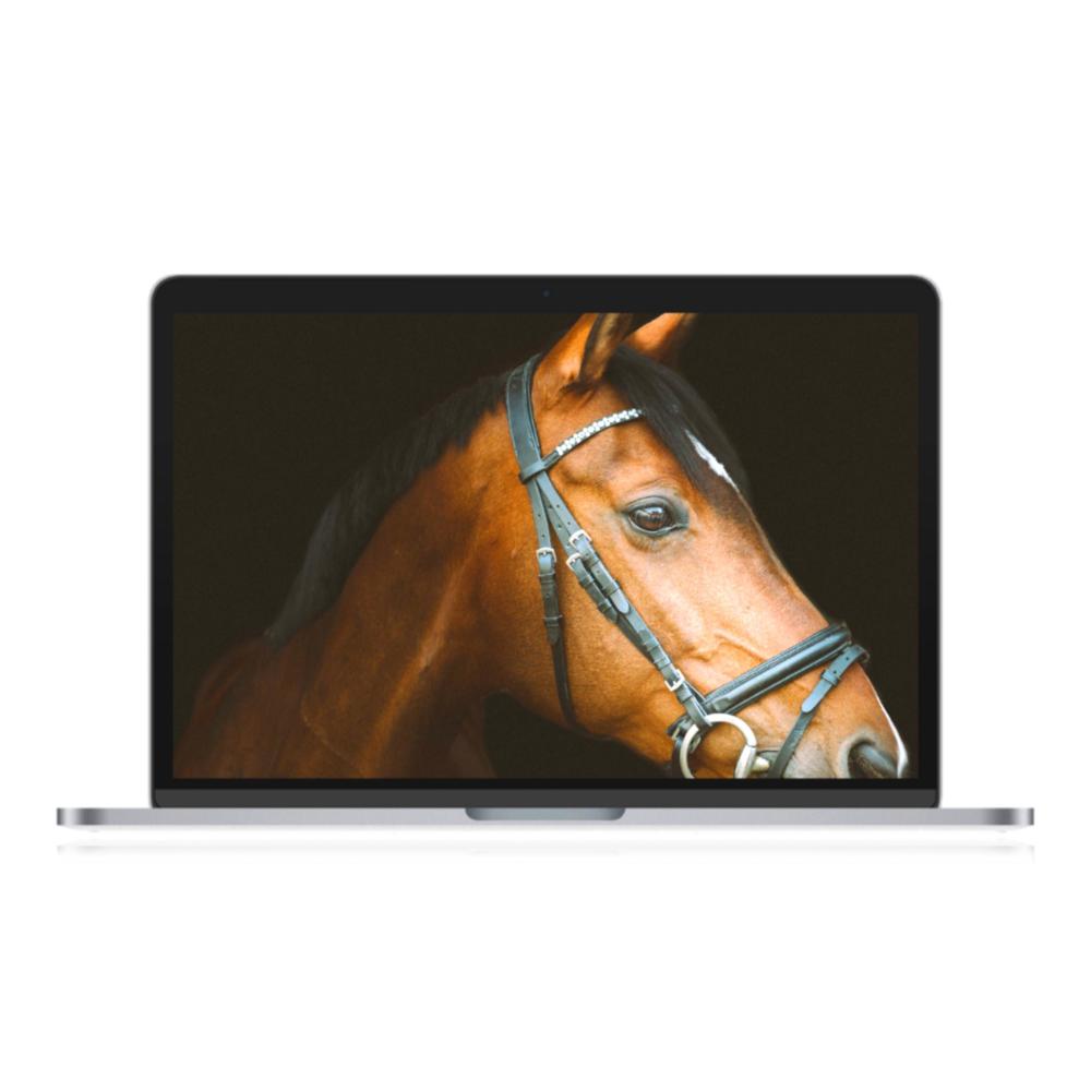 A GRAND HORSE!!!
