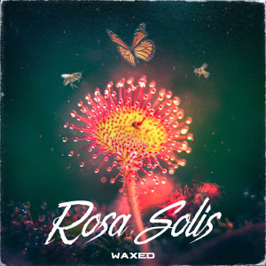 Album Rosa Solis from Waxed