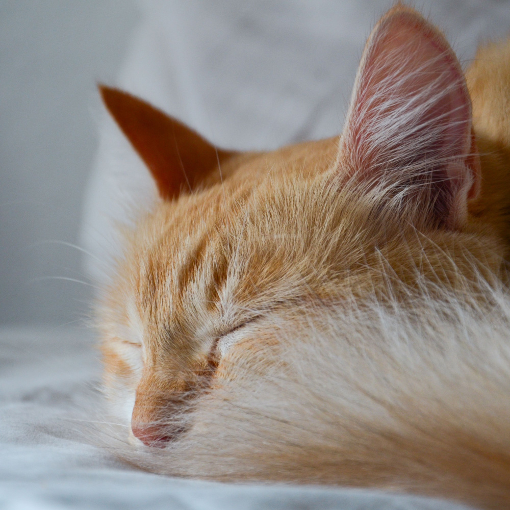 Night Serenade for Feline Dreamer
