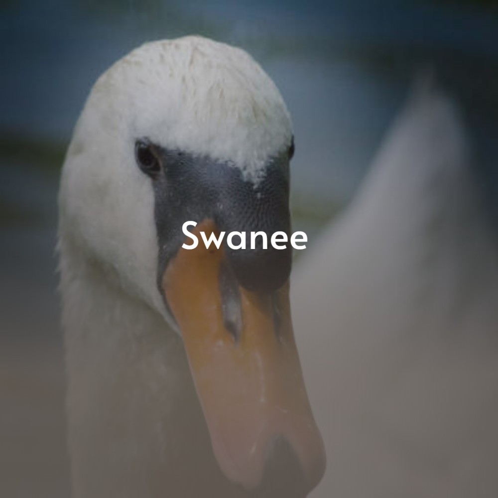 Swanee