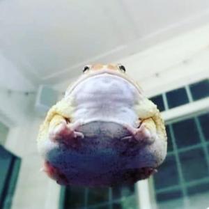 Listen to 01. Laid Back (Explicit) song with lyrics from Toadstool