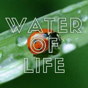 Water Of Life