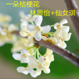Album 一朵桔梗花 from 林思怡