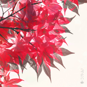 Album Akebia from kazuki isogai
