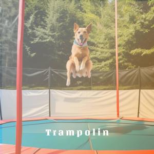 Limit的專輯Trampolin