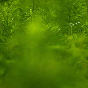 Listen to Enigma song with lyrics from Relaxing Music