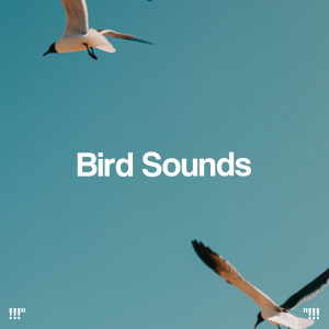 อัลบัม !!!" Bird Sounds "!!! ศิลปิน Nature Sounds Nature Music