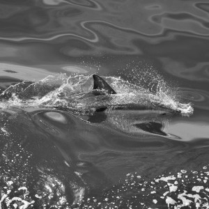 Listen to Дельфины song with lyrics from Dolphins & Whales