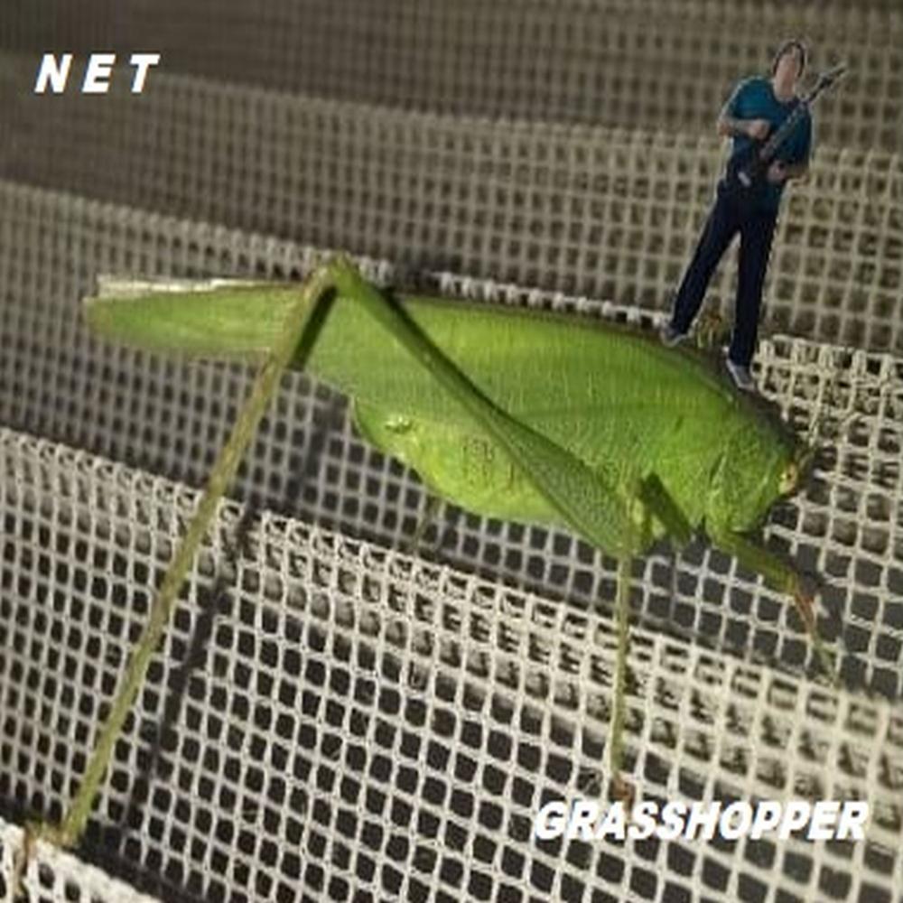 Guitar Solo Grasshopper