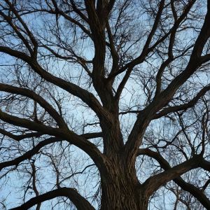 Listen to The Tree Remembers song with lyrics from Trey Holiday