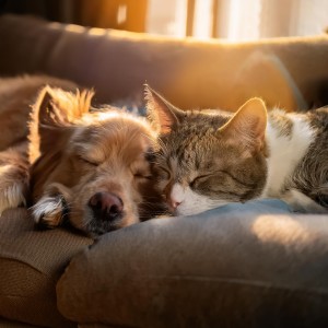 ดาวน์โหลดและฟังเพลง Vibraciones Orquestales Tranquilas Para Animales พร้อมเนื้อเพลงจาก Música instrumental alegre