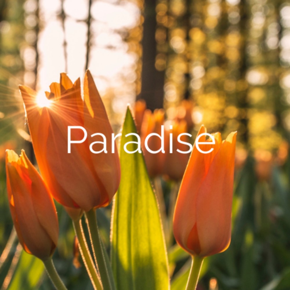 Paradise (Explicit)
