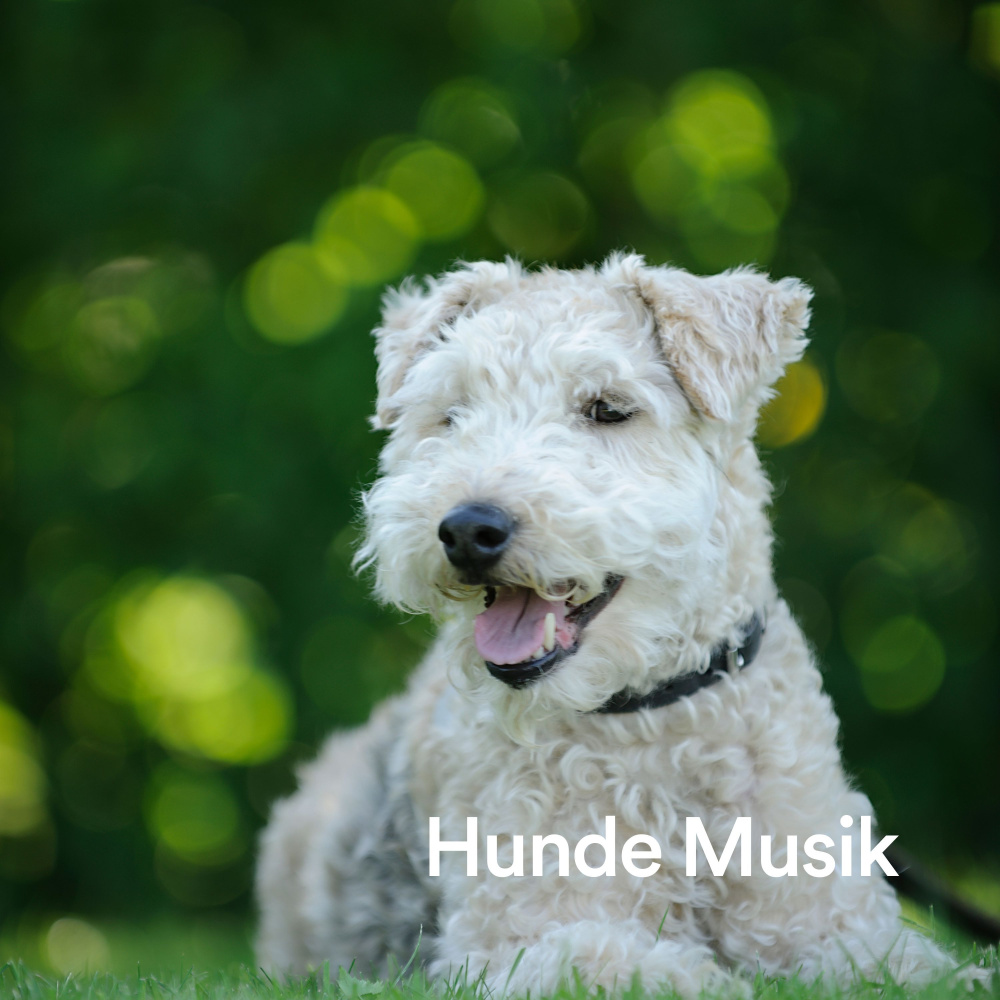 Begleiter des Hundes
