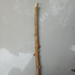 Dengarkan lagu Untuk kamu nyanyian Azmi Alkatiri dengan lirik