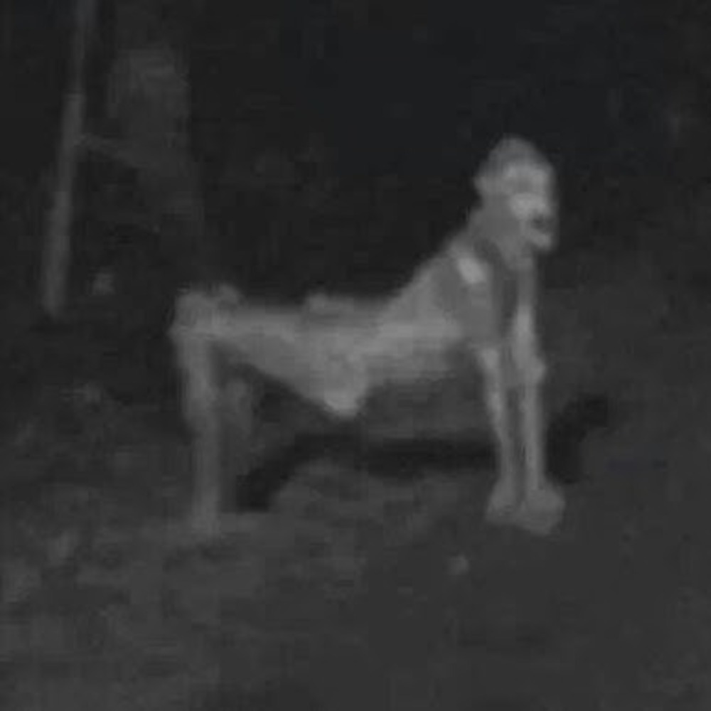 skinwalker (Explicit)