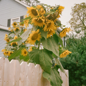 Listen to 첫사랑 (feat.SOLE(쏠)) song with lyrics from Joonil Jung (정준일)