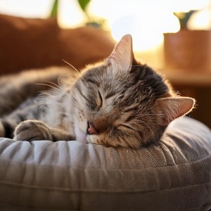 收聽Composiciones para Relajar Gatos的Suave Ronroneo Ritmo Relajante歌詞歌曲