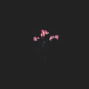Album Dreams Are Pink from AJISAI