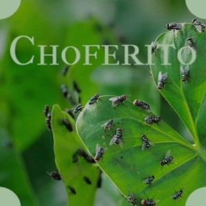 ดาวน์โหลดและฟังเพลง Choferito พร้อมเนื้อเพลงจาก Arsenio Rodriguez