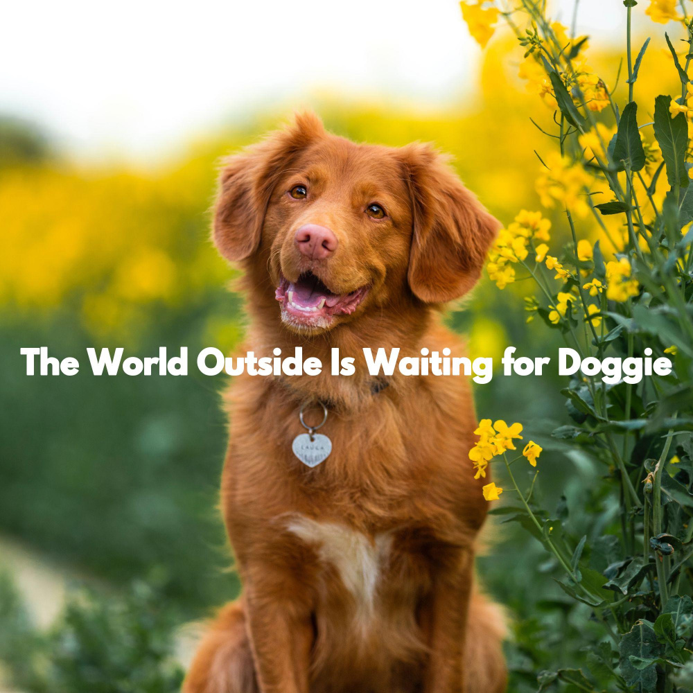 Stellar Backdrops for The Loyalest Dog