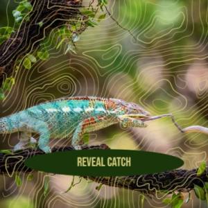 Listen to Reveal Catch song with lyrics from Jort Mosh
