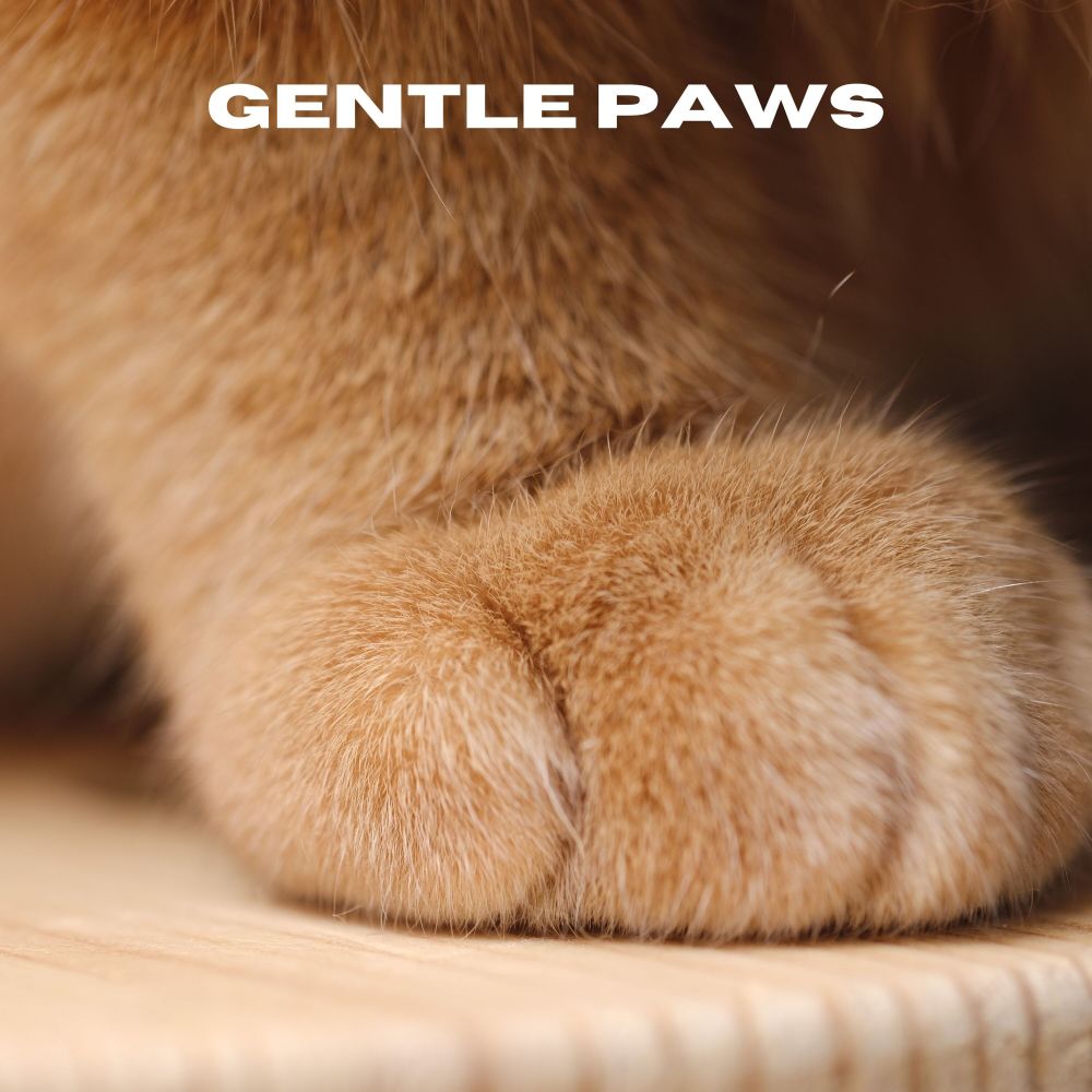 Gentle Paws (Loopable, No Fade)