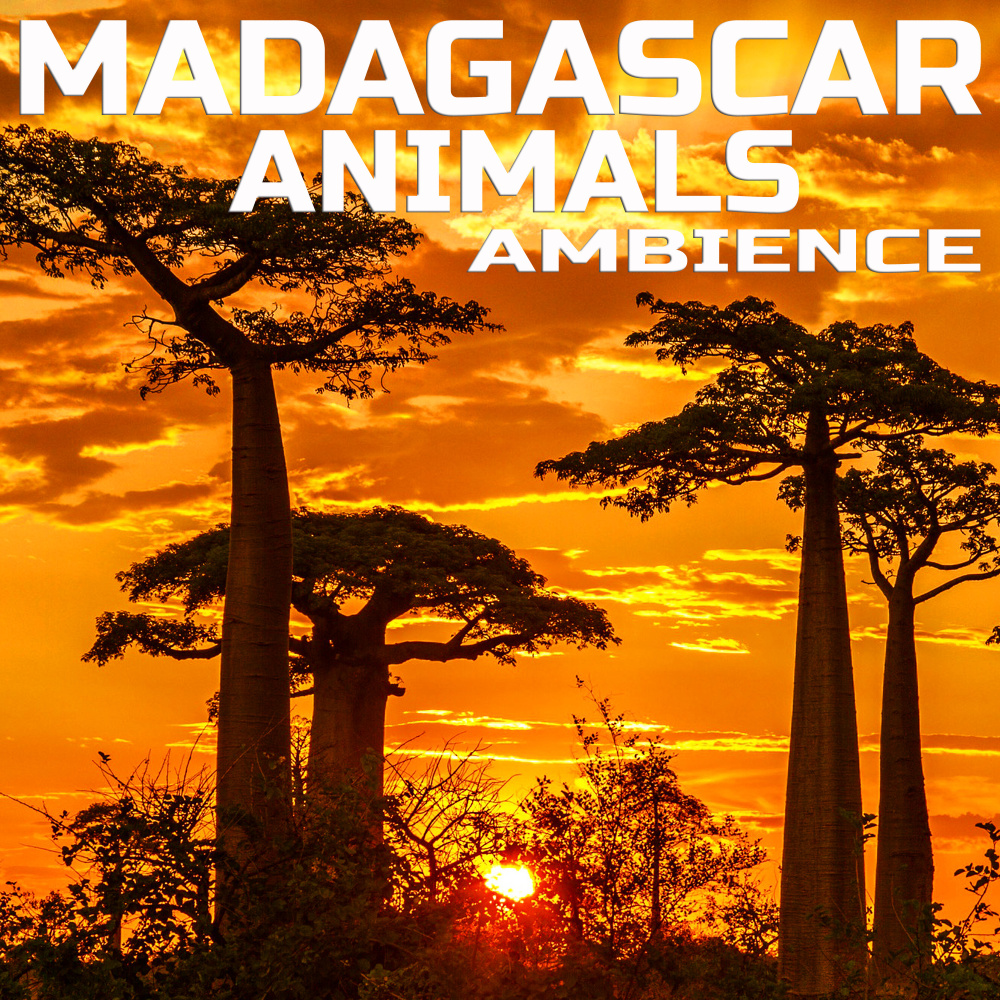 Soothing Madagascar Animals Sound