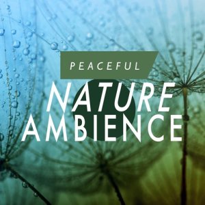 ดาวน์โหลดและฟังเพลง Birds in the Tree Tops พร้อมเนื้อเพลงจาก Nature Ambience