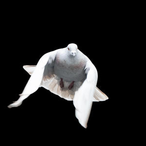 收聽Atte的Dove歌詞歌曲