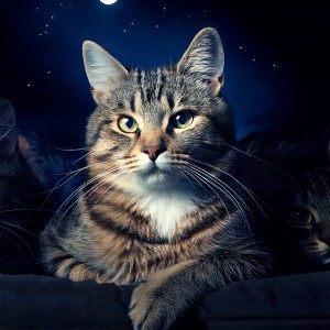 Music for Resting Cats的專輯Restful Night: Hip Hop Beats for Cats