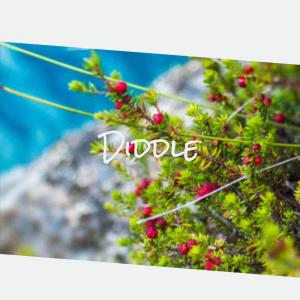 Various的专辑Diddle