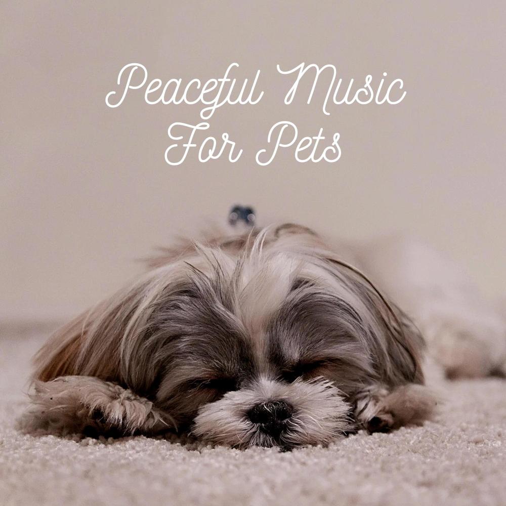 Music For Anxious Dogs