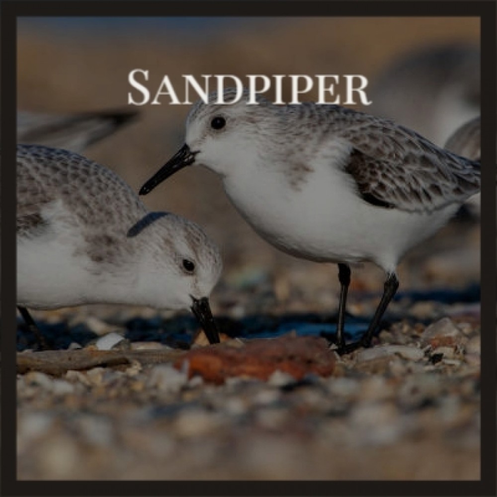 Sandpiper