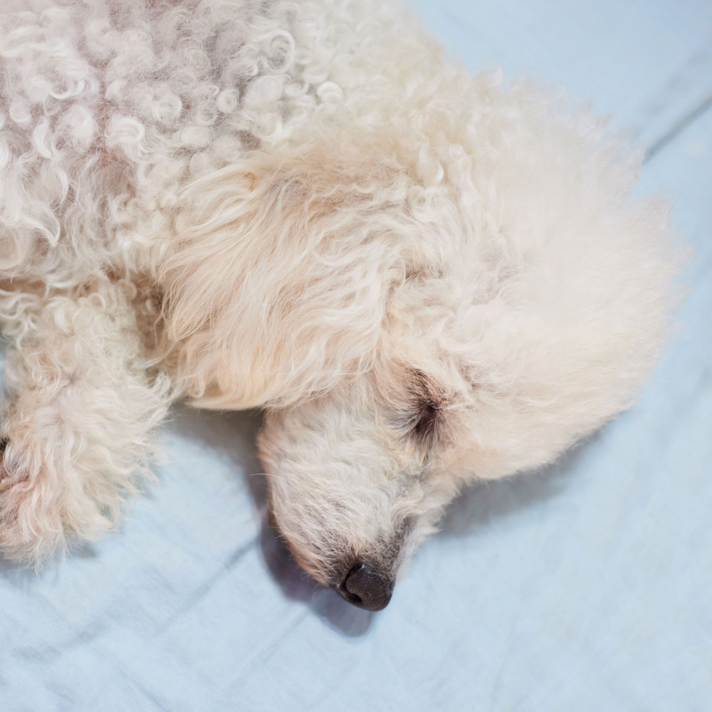 Dog's Rainy Comfort Melodies