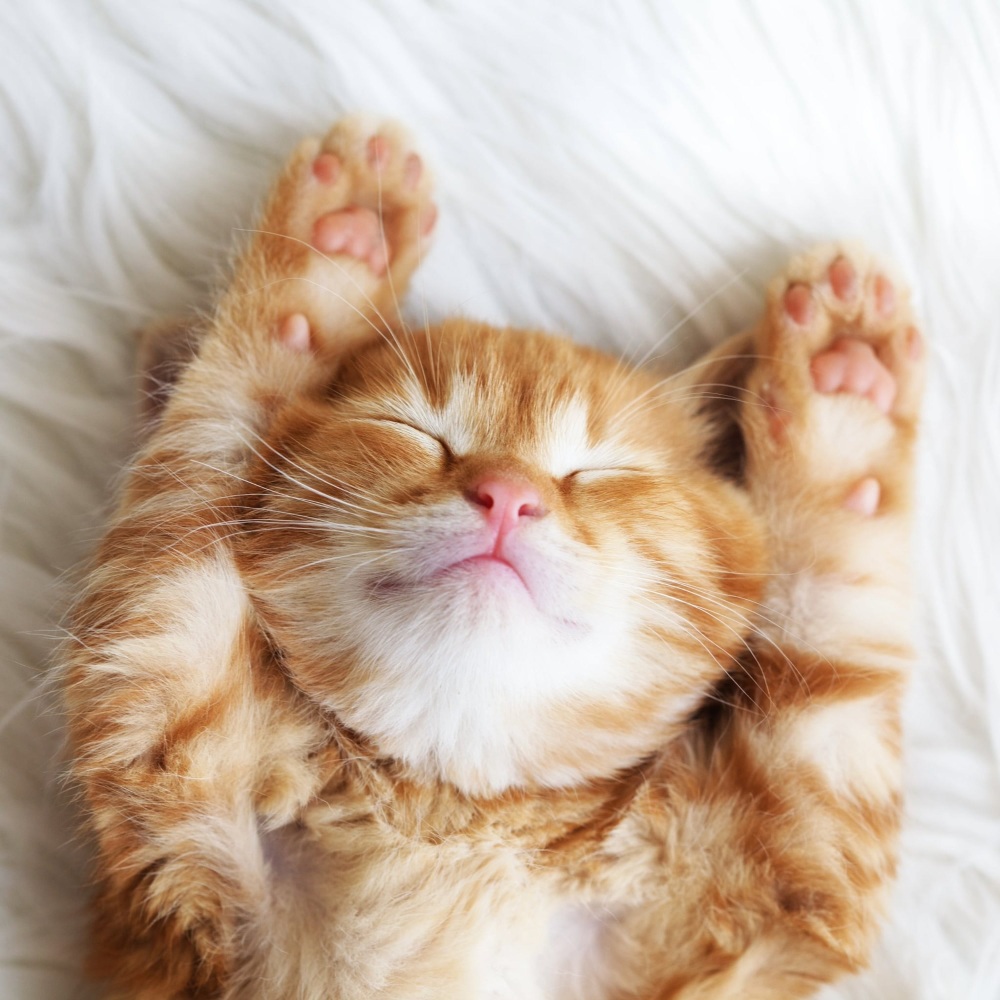 Calm Cat Sounds for Relaxation
