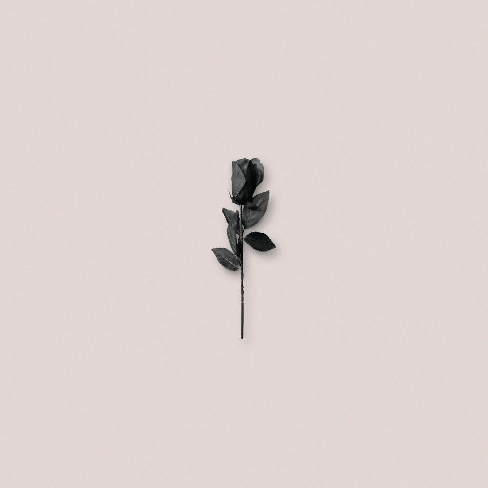 Black Rose