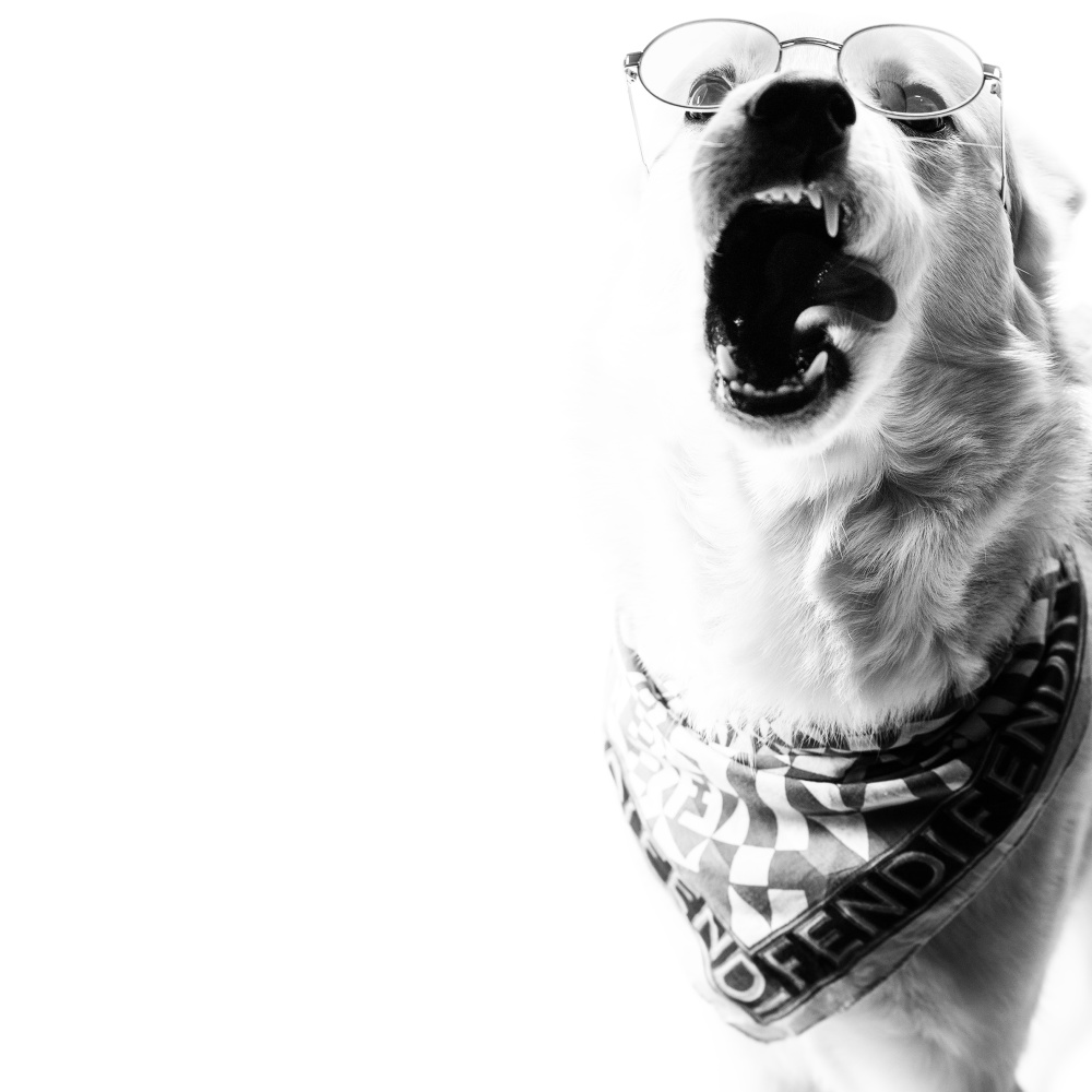 The Fendi Dawg (feat. RU$h) (Explicit)