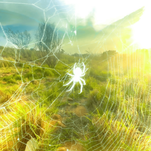 收聽1pfani的蜘蛛網與翅膀歌詞歌曲