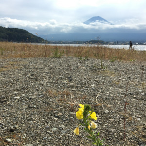 Album Mount Fuji and Evening Primrose from 