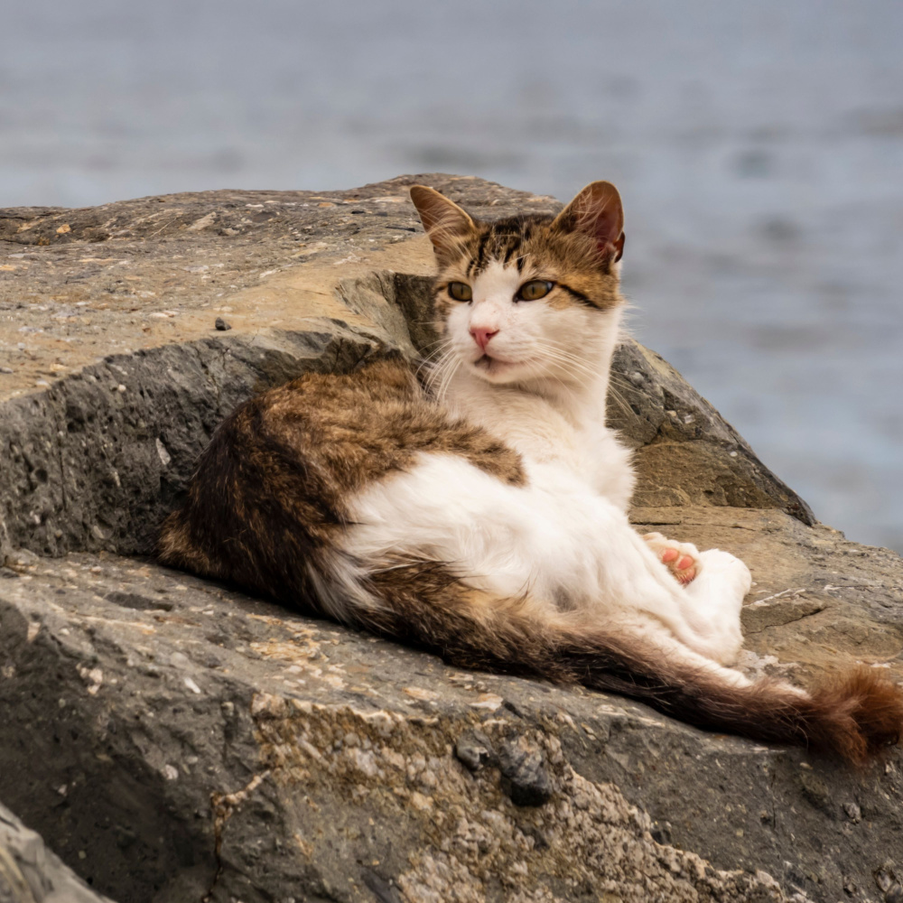 Inner Peaceful Cat Retreat