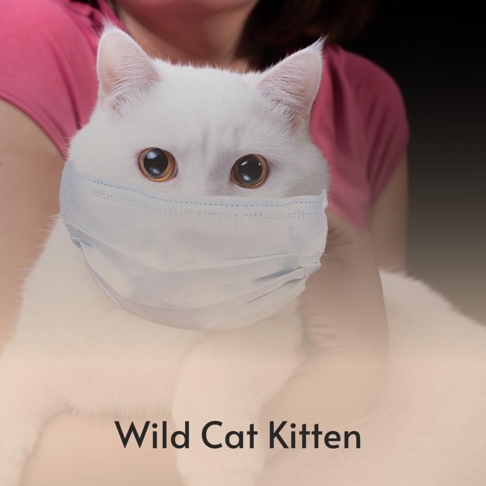 Wild Cat Kitten