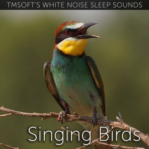 Dengarkan lagu Singing Birds Sound nyanyian Tmsoft's White Noise Sleep Sounds dengan lirik