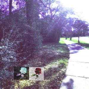 收聽threedimensionsapart的roses歌詞歌曲