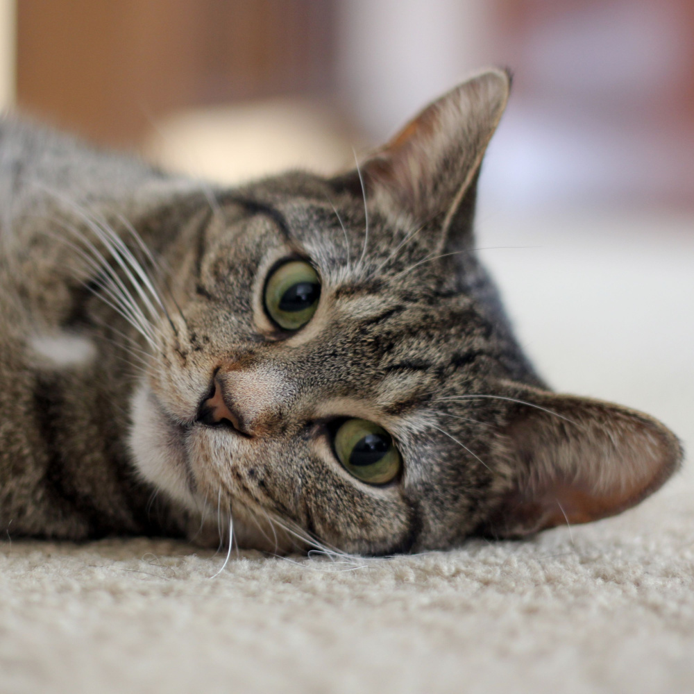 Wellness Meditations for Contented Cats