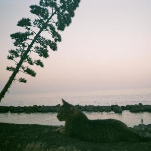 收聽clumby的mezcal歌詞歌曲