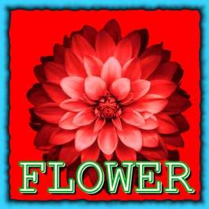 Album Flower from Bosiehead