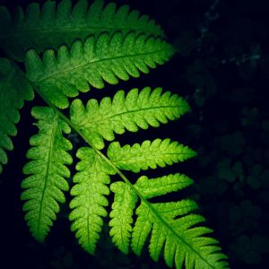 Dengarkan Nature Music lagu dari SPA dengan lirik