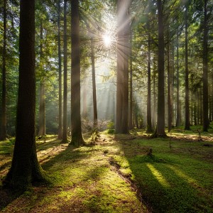 Pure Ambient Music的專輯Orchestra Of The Elements: Orchestral Music Inspired By Nature
